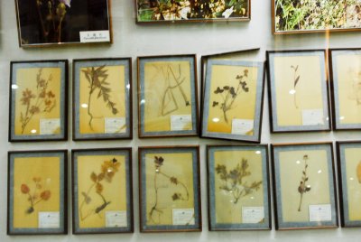 경희대학교 자연사박물관 식물전시장 10