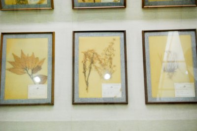 경희대학교 자연사박물관 식물전시장 12