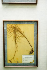 경희대학교 자연사박물관 식물전시장 19