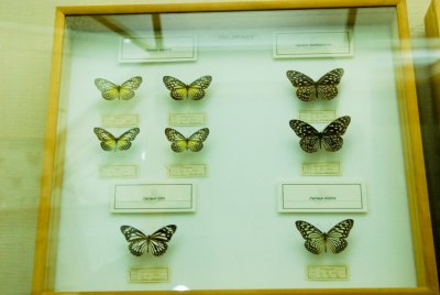 남미산 나비 04