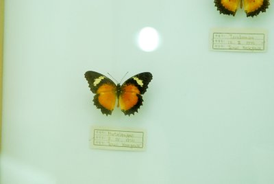 남미산 나비 08