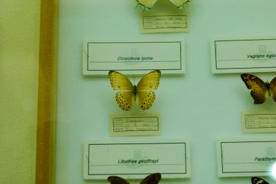 남미산 나비 14