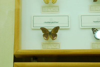 남미산 나비 15