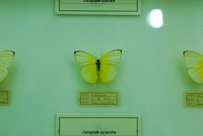 남미산 나비 01