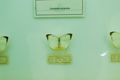 남미산 나비 02