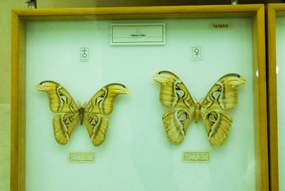 남미산 나비 05