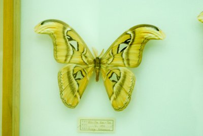 남미산 나비 07