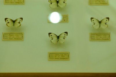 남미산 나비 11