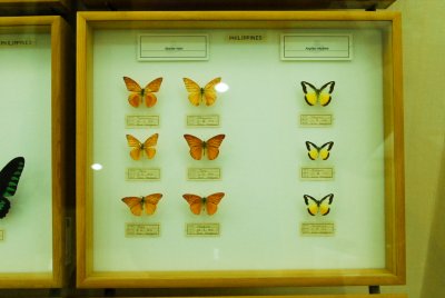남미산 나비 12