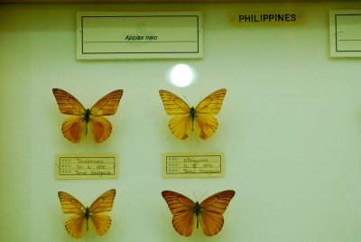 남미산 나비 13