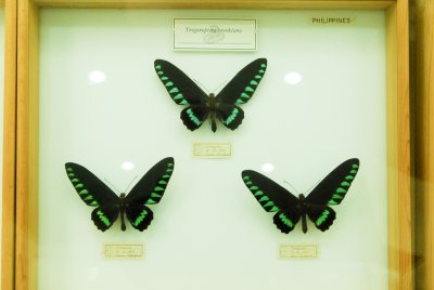 남미산 나비 20