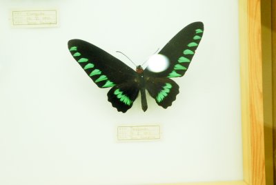 남미산 나비 01