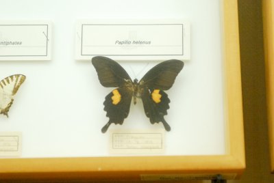 남미산 나비 03