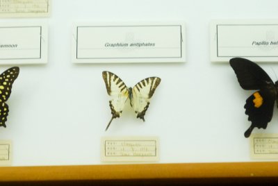 남미산 나비 04