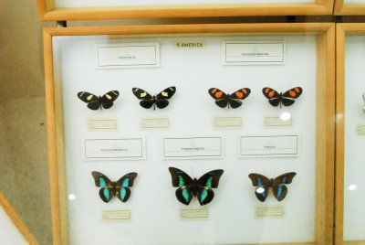 남미산 나비 09
