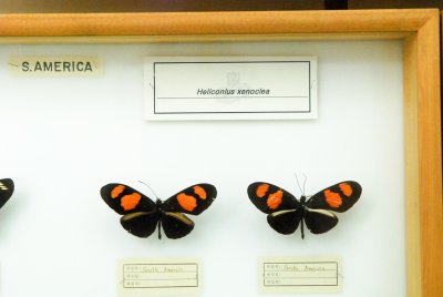 남미산 나비 10