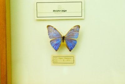 남미산 나비 17