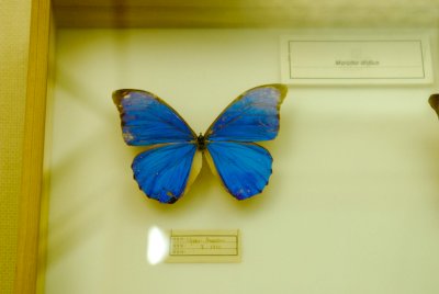 남미산 나비 03