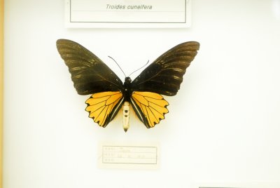 남미산 나비 16