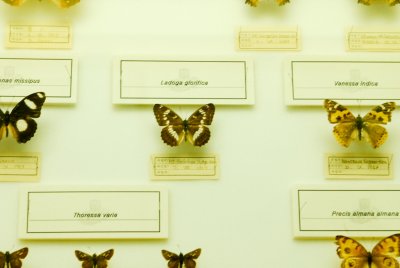 남미산 나비 19