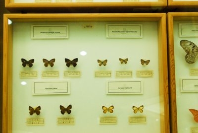 남미산 나비 02
