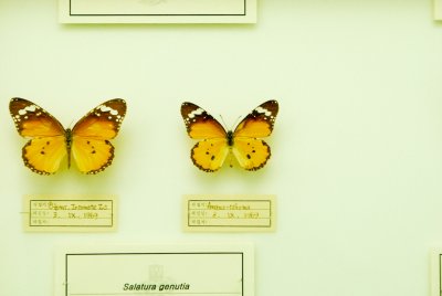 남미산 나비 06
