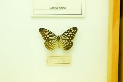 남미산 나비 08