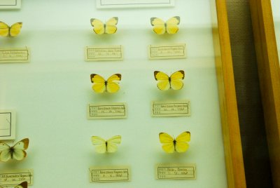 남미산 나비 13