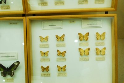 남미산 나비 15