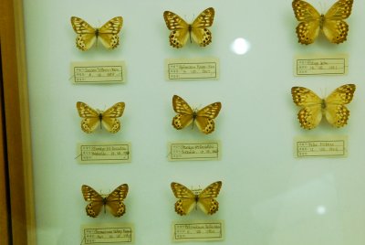 남미산 나비 17