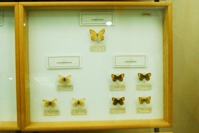 남미산 나비 18