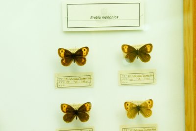 남미산 나비 19