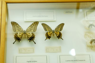 남미산 나비 05
