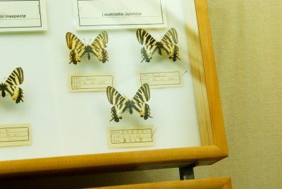 남미산 나비 06