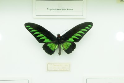 남미산 나비 09
