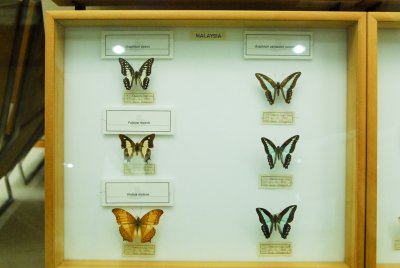 남미산 나비 10