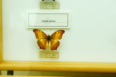 남미산 나비 11