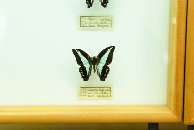 남미산 나비 12