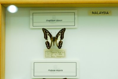 남미산 나비 14