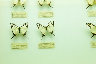 남미산 나비 16