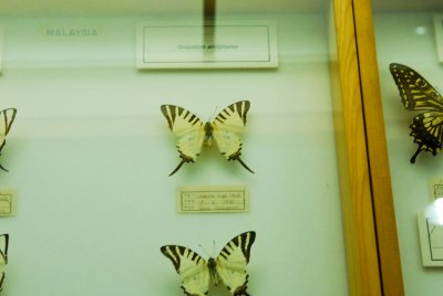 남미산 나비 18
