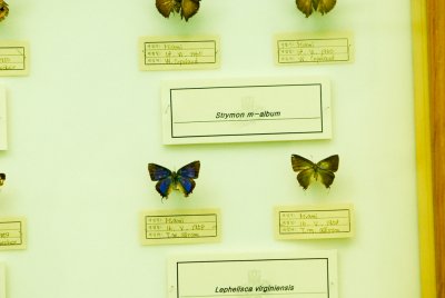남미산 나비 20