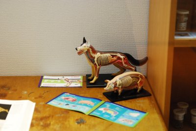 서울대학교박물관 특별기획전시 동물표본 전시 10