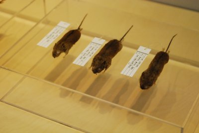 서울대학교박물관 특별기획전시 동물표본 전시 15