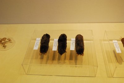 서울대학교박물관 특별기획전시 동물표본 전시 18