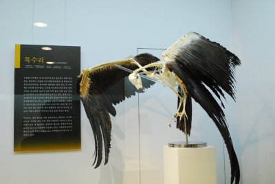 서울대학교박물관 특별기획전시 동물표본 전시 02
