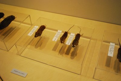 서울대학교박물관 특별기획전시 동물표본 전시 07