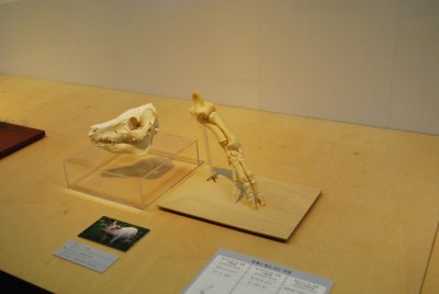 서울대학교박물관 특별기획전시 동물표본 전시 16
