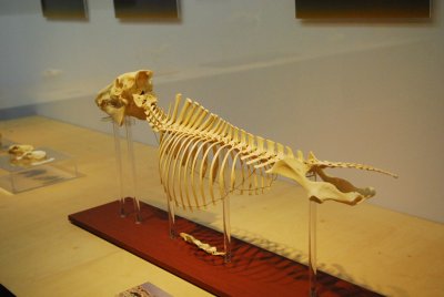 서울대학교박물관 특별기획전시 동물표본 전시 20
