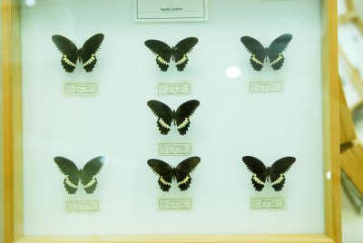 대만산 나비 04